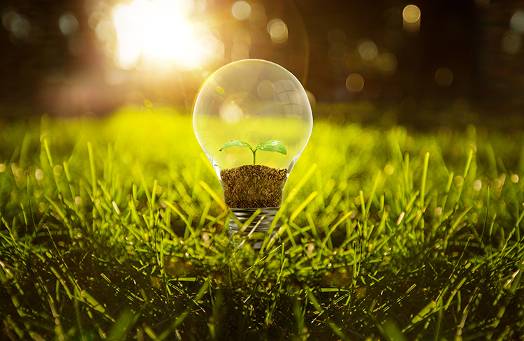 Light bulb in grass